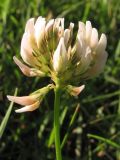 Trifolium repens