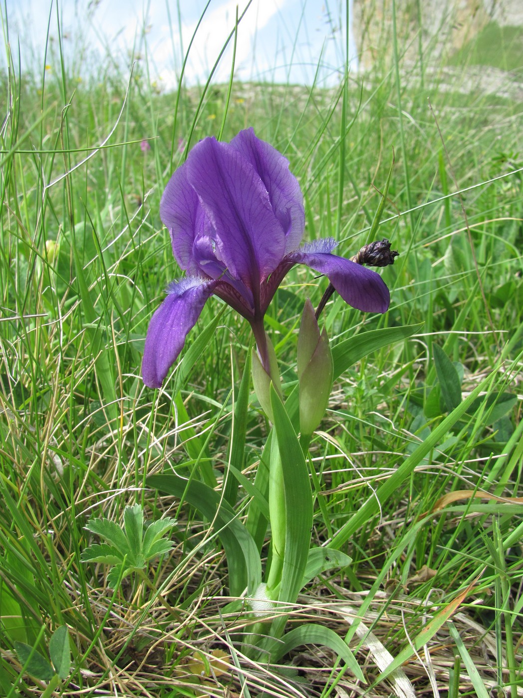 Image of Iris aphylla specimen.