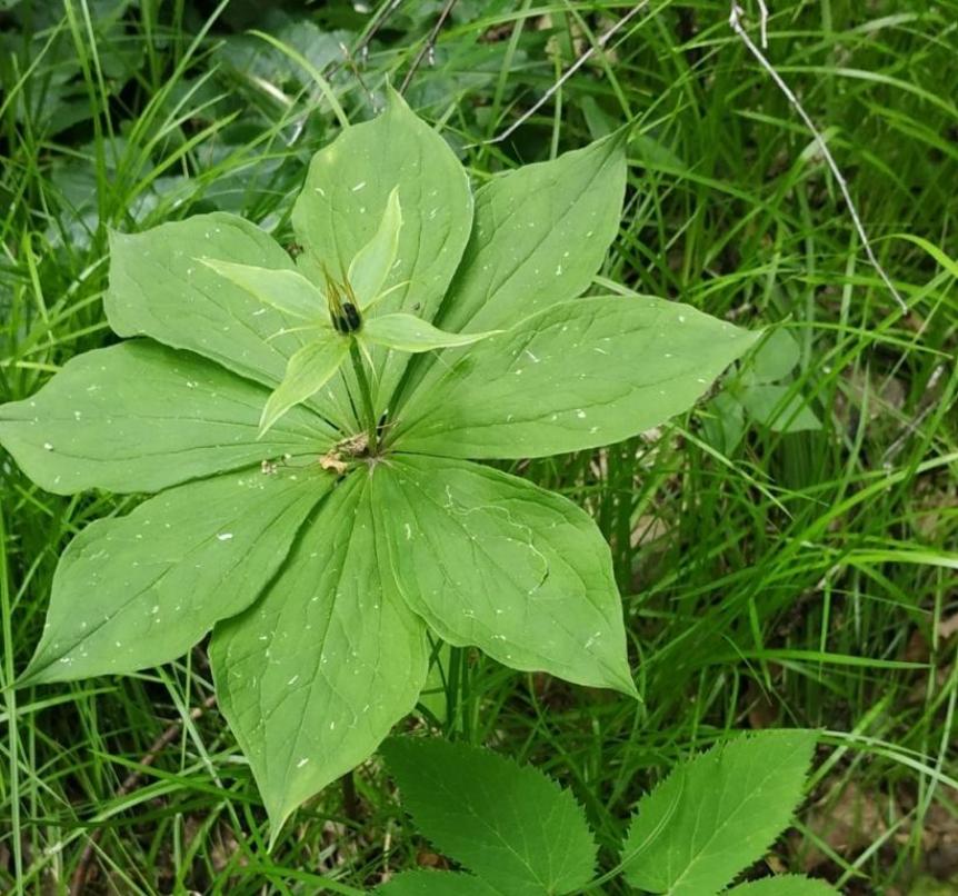 Изображение особи Paris quadrifolia.