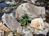 Mertensia pubescens