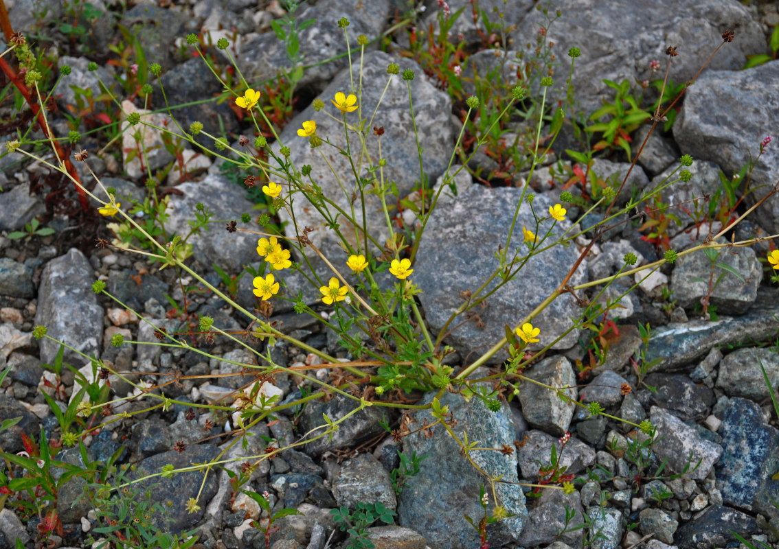 Image of genus Ranunculus specimen.