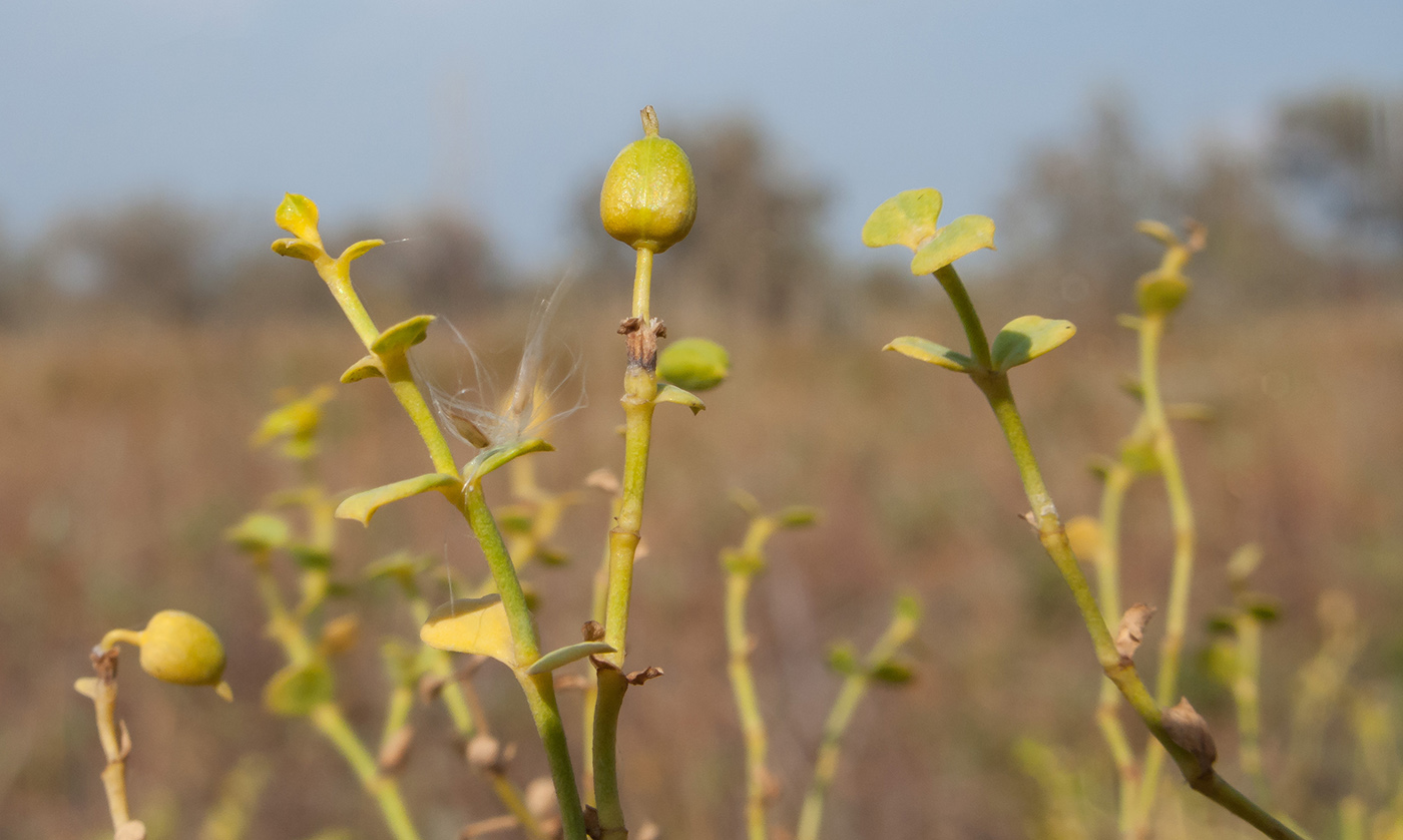 Изображение особи Euphorbia seguieriana.