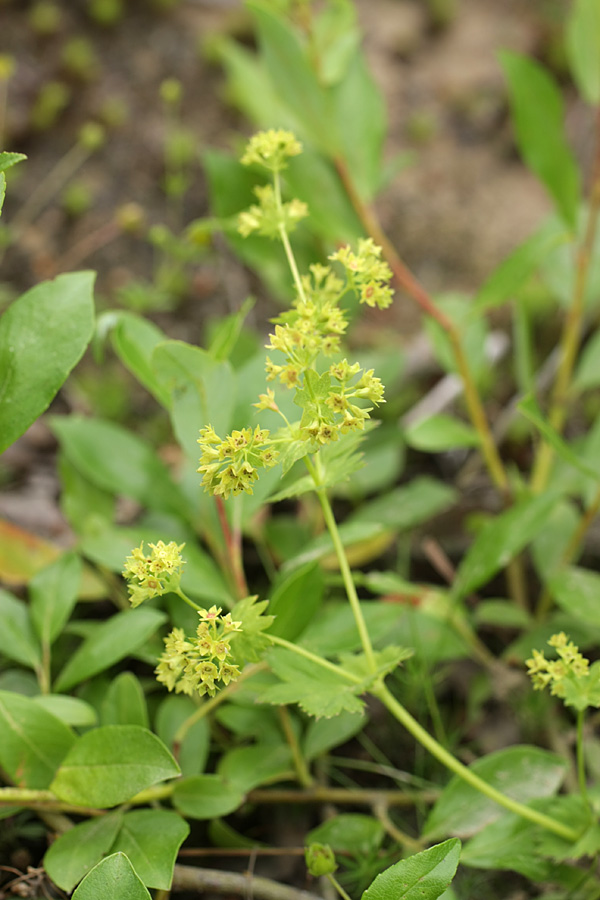 Image of genus Alchemilla specimen.