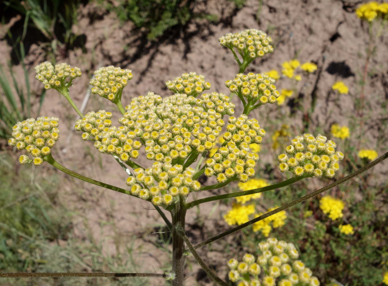 Изображение особи Handelia trichophylla.