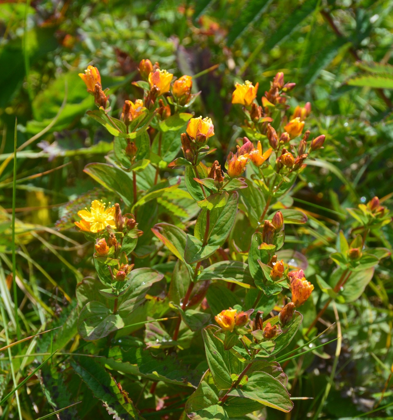 Изображение особи Hypericum kamtschaticum.