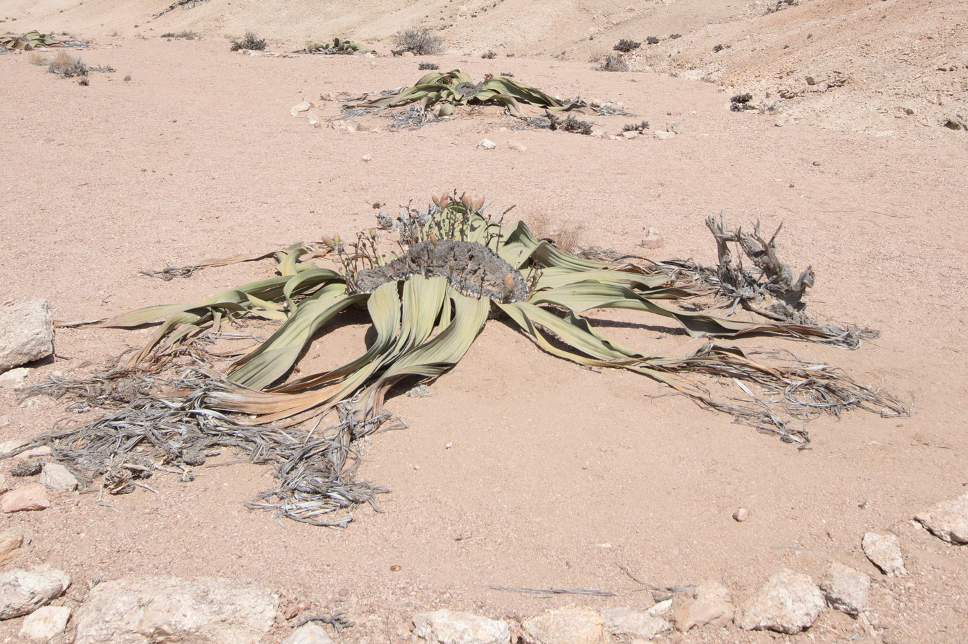 Image of Welwitschia mirabilis specimen.