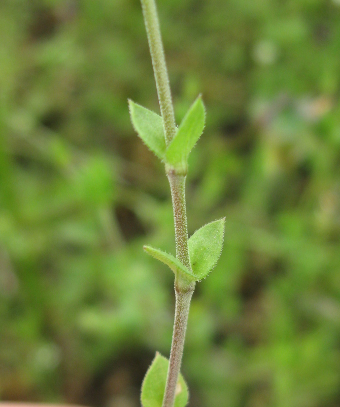 Image of Arenaria serpyllifolia specimen.