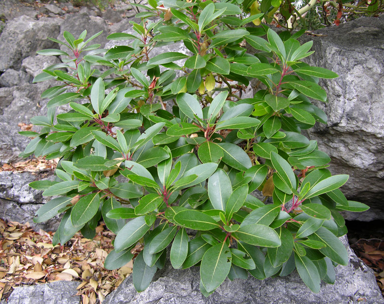 Image of Arbutus andrachne specimen.