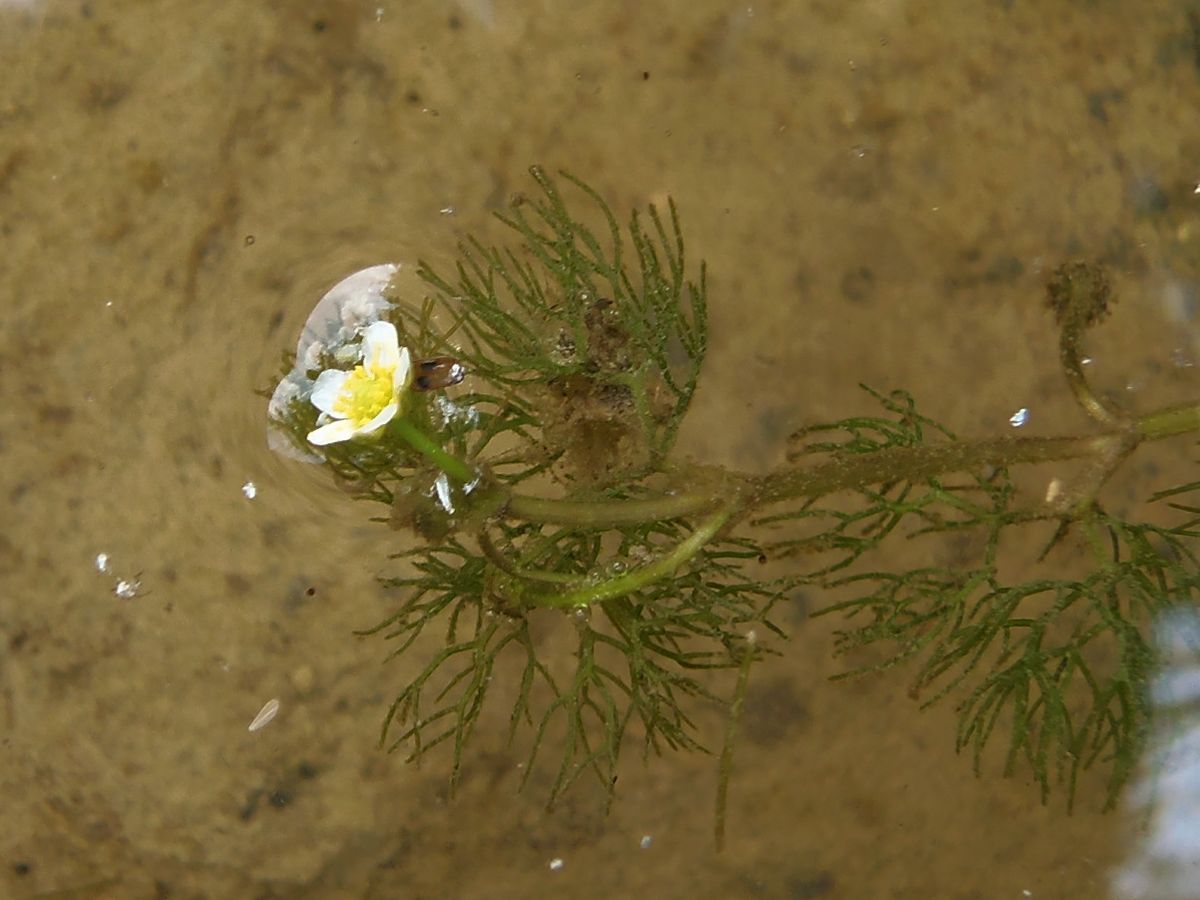 Изображение особи Ranunculus rionii.