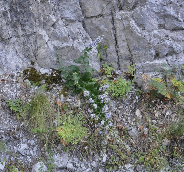 Image of Campanula versicolor specimen.