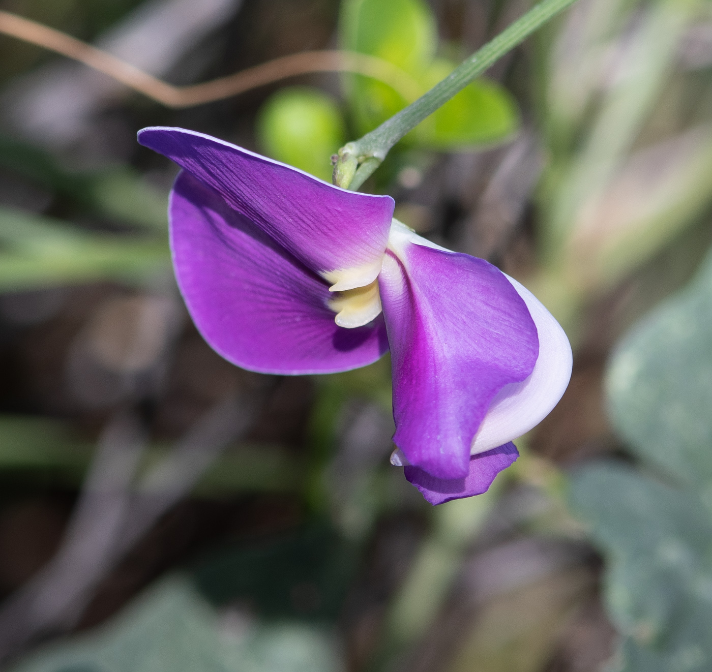 Image of Vigna frutescens specimen.