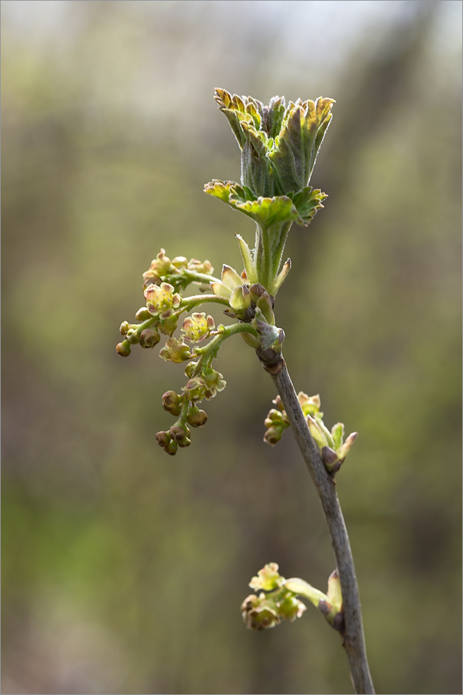 Изображение особи Ribes spicatum.