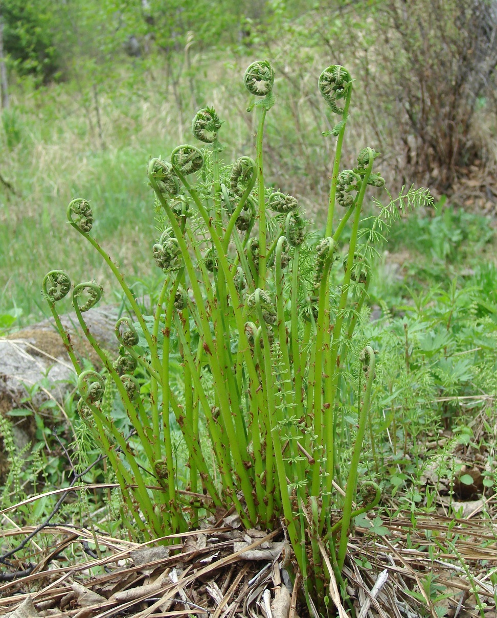 Image of Matteuccia struthiopteris specimen.