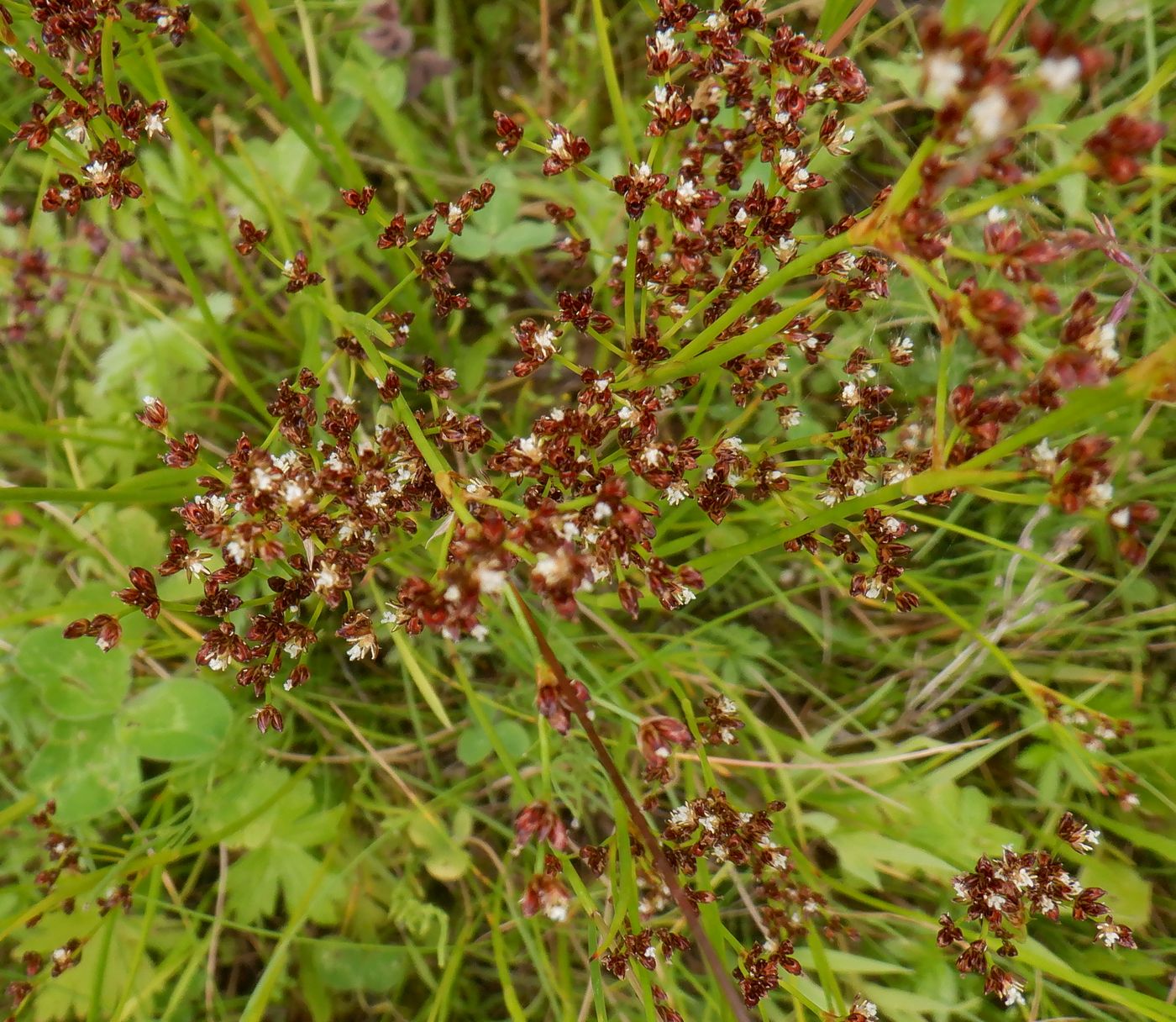 Image of Juncus alpino-articulatus specimen.