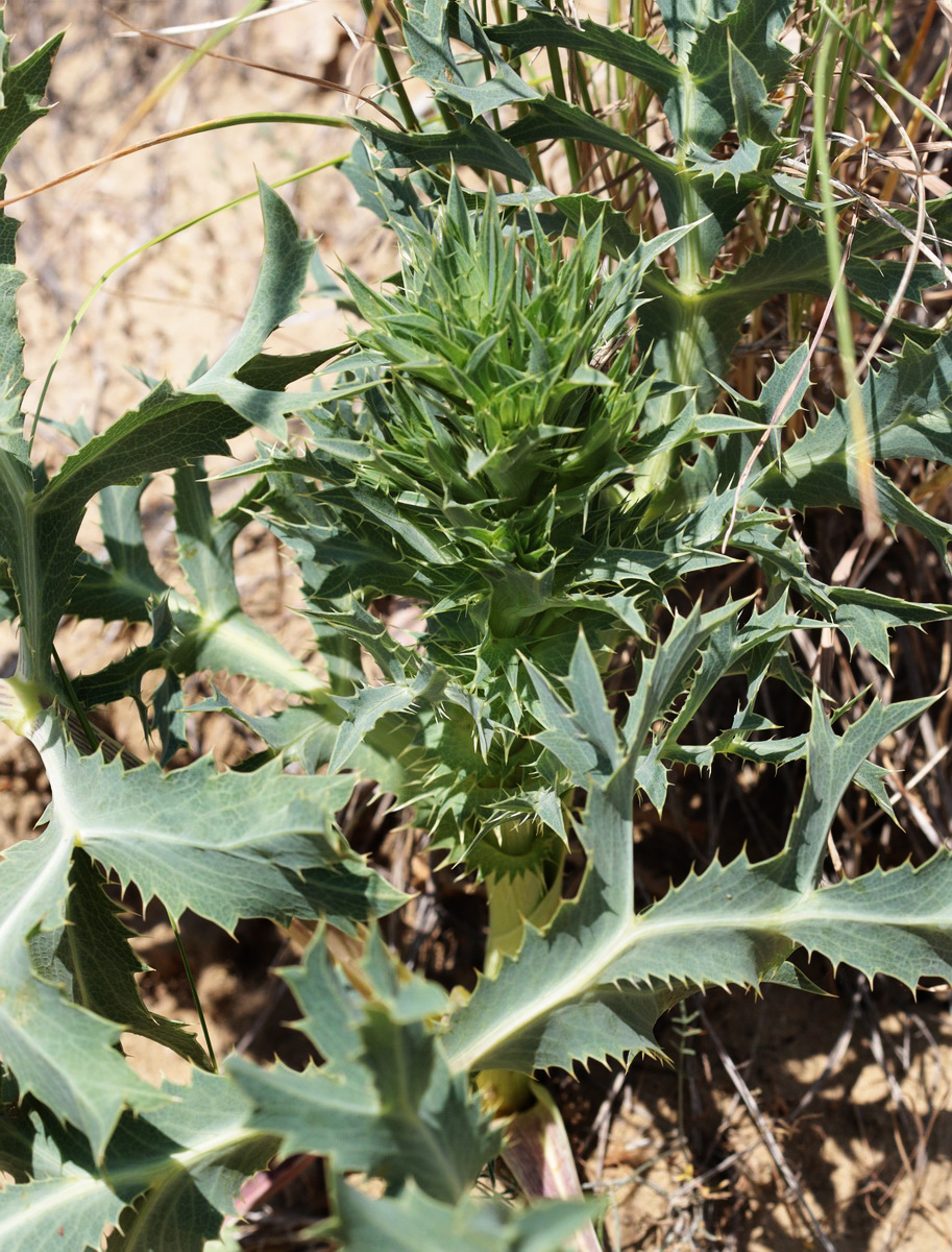 Image of Eryngium campestre specimen.