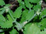 Смотреть изображение Scrophularia altaica