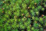 Polytrichum commune