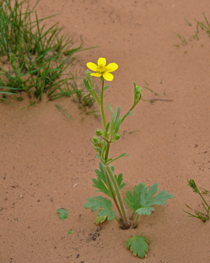 Изображение особи Ranunculus oxyspermus.