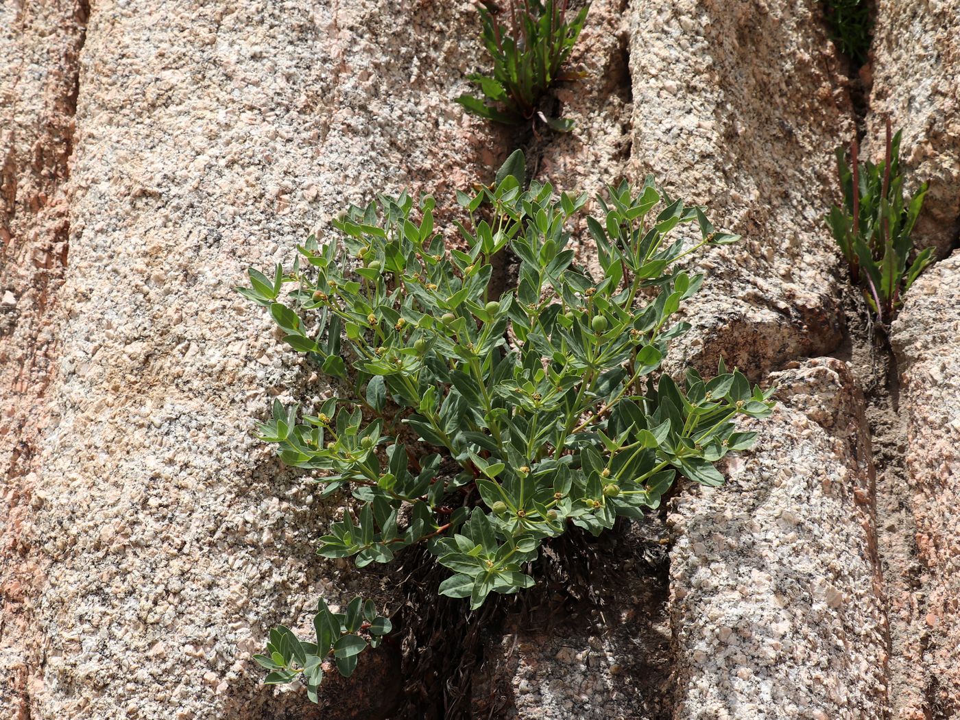Изображение особи Euphorbia sarawschanica.