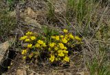 Potentilla humifusa