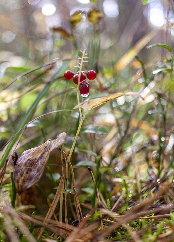 Image of Maianthemum bifolium specimen.