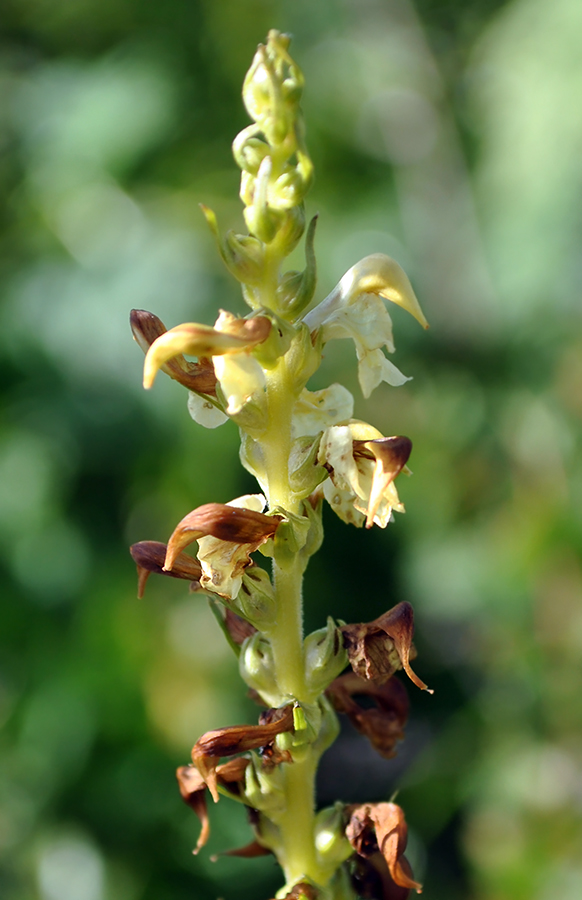 Image of Pedicularis incarnata specimen.