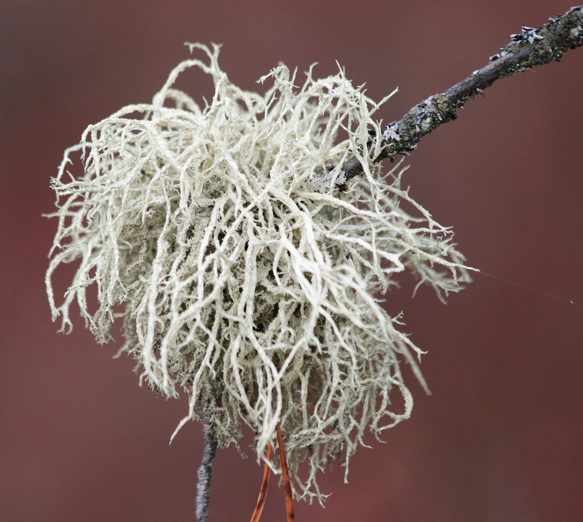 Image of genus Evernia specimen.