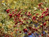 Crataegus turkestanica. Ветвь с плодами. Узбекистан, хр. Нуратау, Нуратинский заповедник, ур. Хаятсай, около 1300 м н.у.м., долина горной речки, в кустарниковом ярусе галерейного орехо-плодового леса. 25.09.2021.