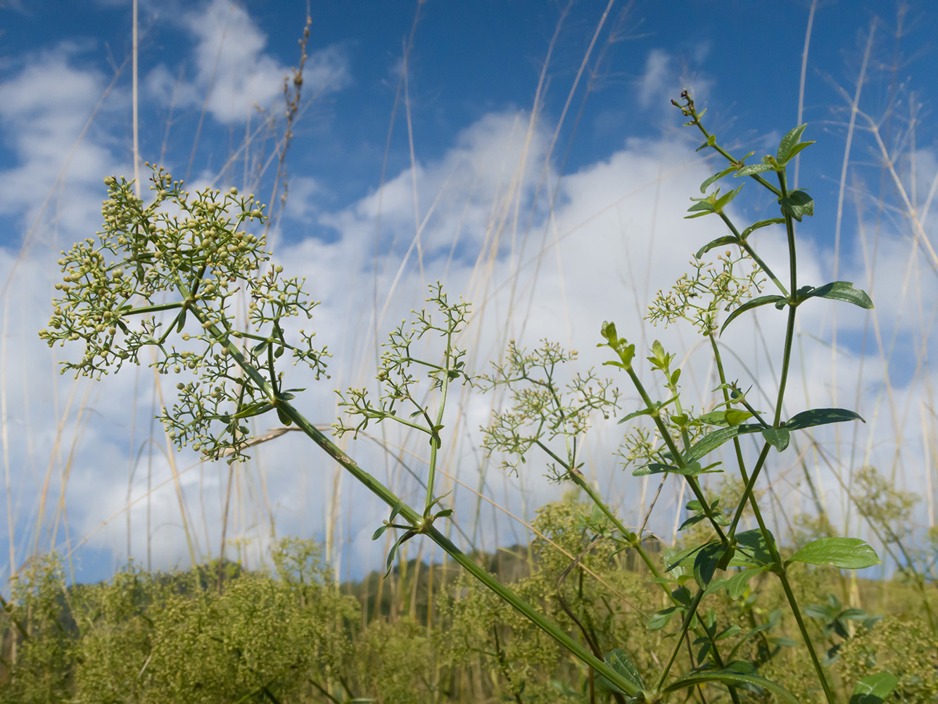 Image of Galium valantioides specimen.