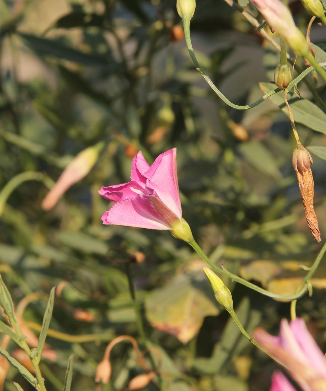 Image of Convolvulus chinensis specimen.