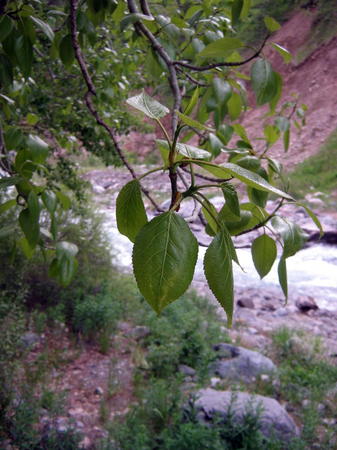 Изображение особи Populus talassica.