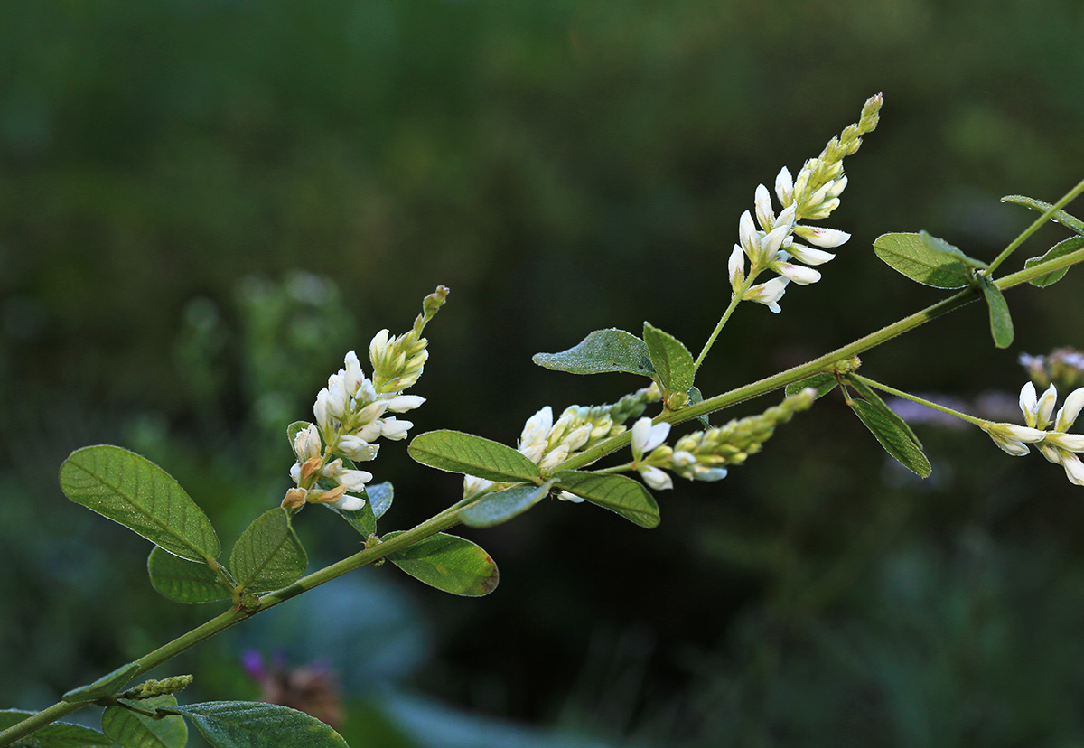 Image of Lespedeza tomentosa specimen.