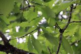 genus Quercus. Ветви с мужскими соцветиями. Бутан, дзонгхаг Тронгса, национальный парк \"Jigme Singye Wangchuck\". 09.05.2019.