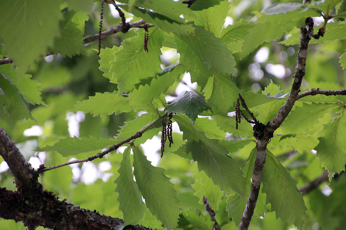 Image of genus Quercus specimen.