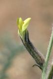 Astragalus turczaninowii. Цветок. Казахстан, Алматинская обл. возле вдхр. Капчагай. 10.05.2010.