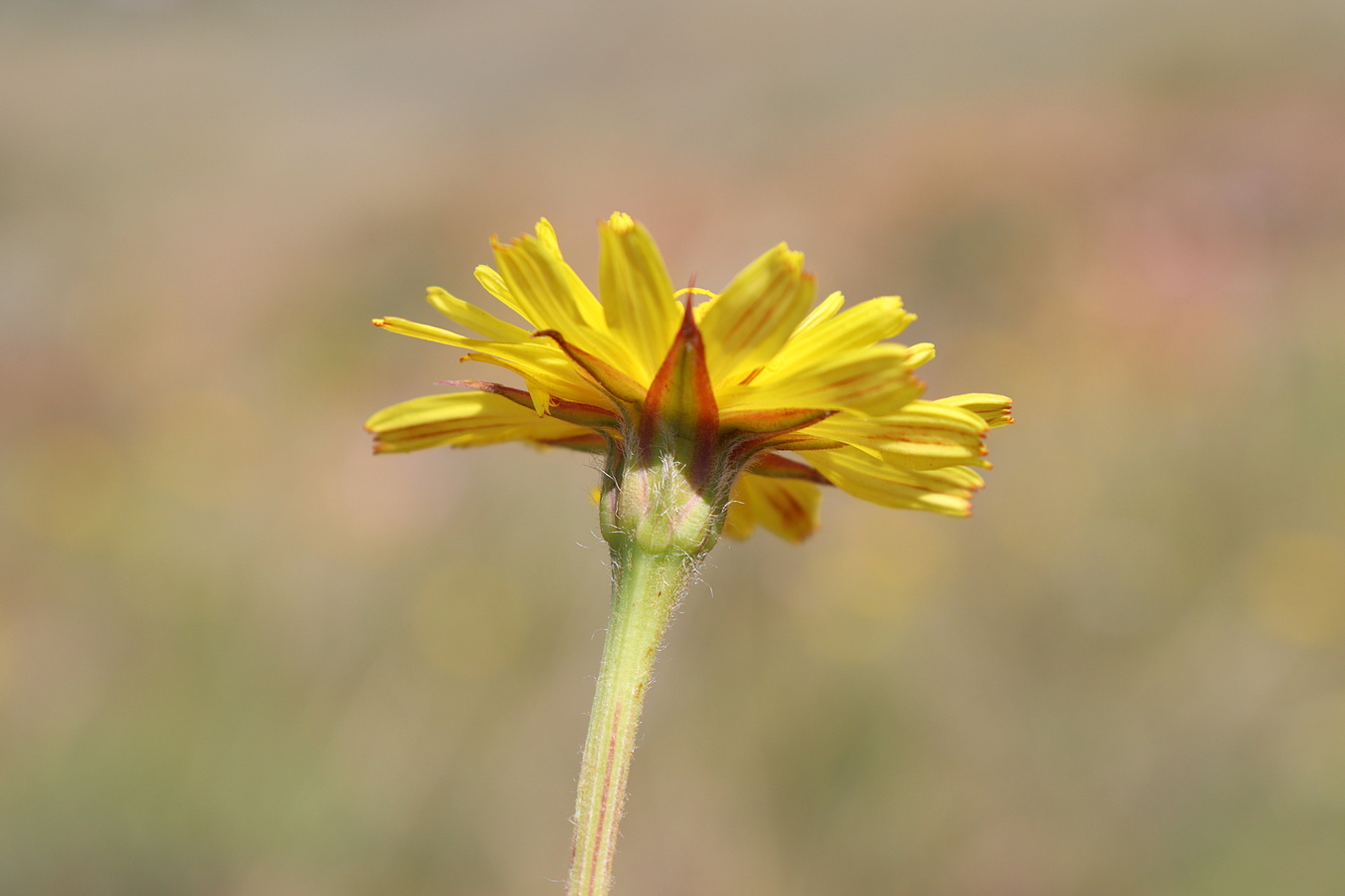 Image of Scorzonera villosa specimen.