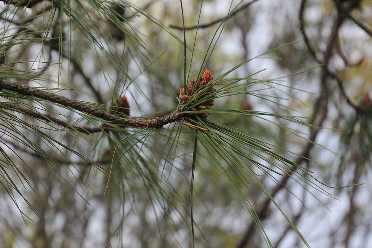 Изображение особи род Pinus.