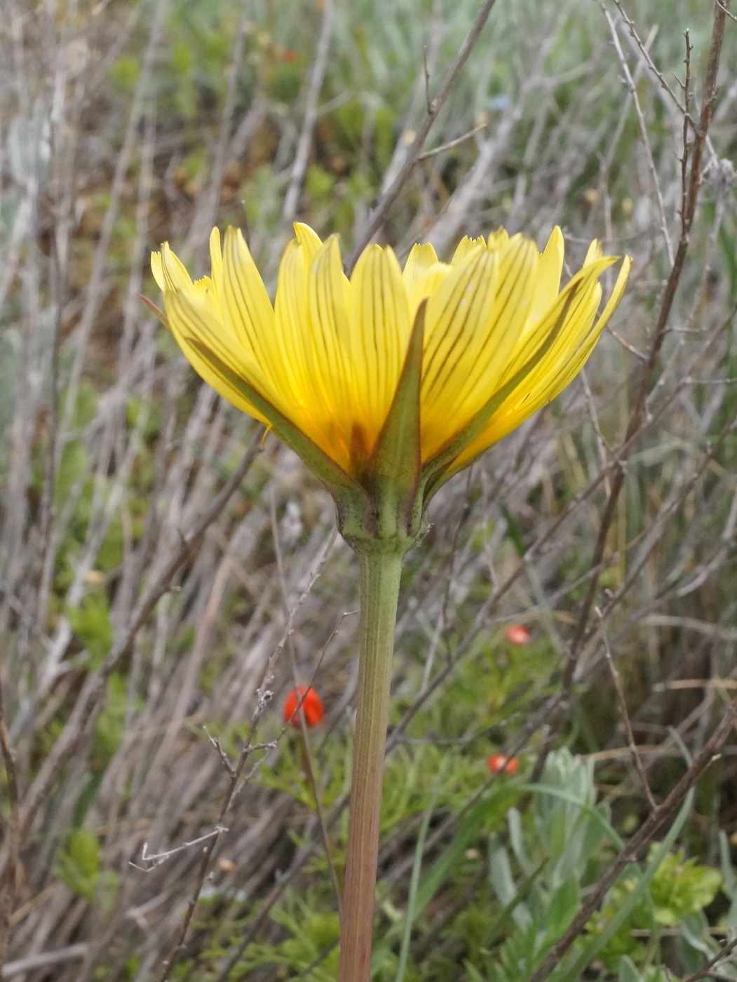 Image of Tragopogon pusillus specimen.