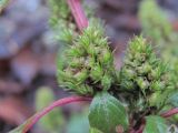 genus Amaranthus. Часть плодоносящего растения. Краснодарский край, Сочи, Лазаревский р-н, ст. Уч-Дере, у строений на берегу моря. 15.12.2022.