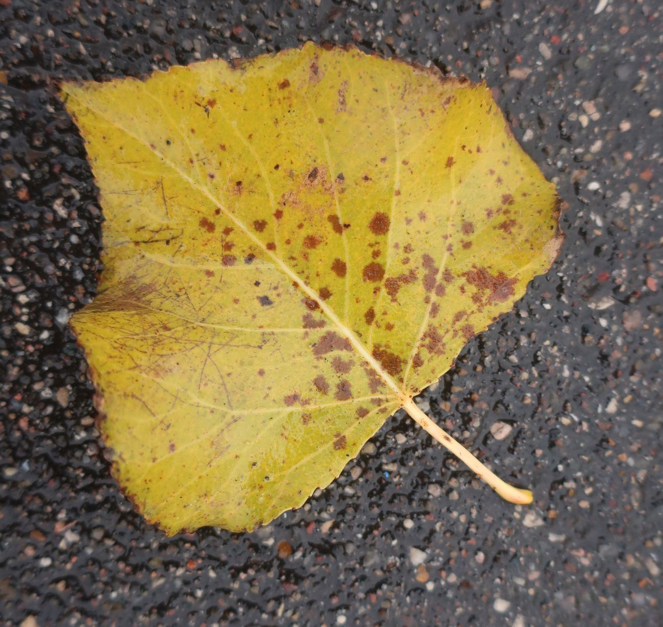 Image of genus Populus specimen.