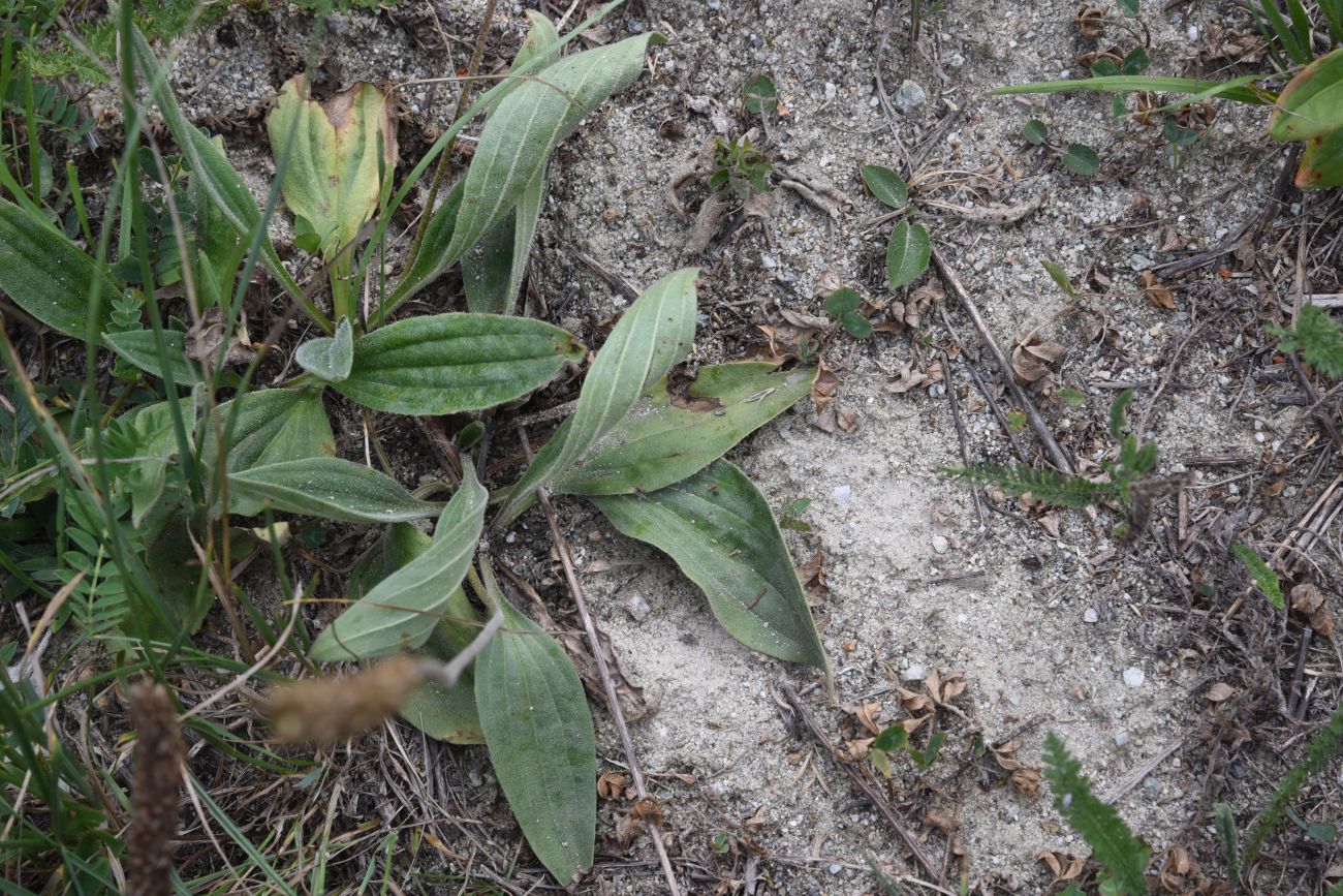 Изображение особи Plantago urvillei.