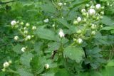 Смотреть изображение Rubus allegheniensis