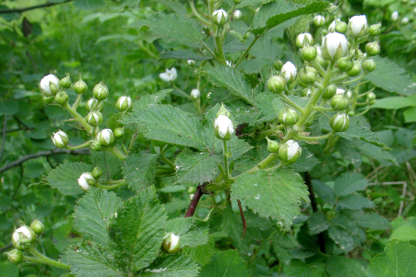 Изображение особи Rubus allegheniensis.