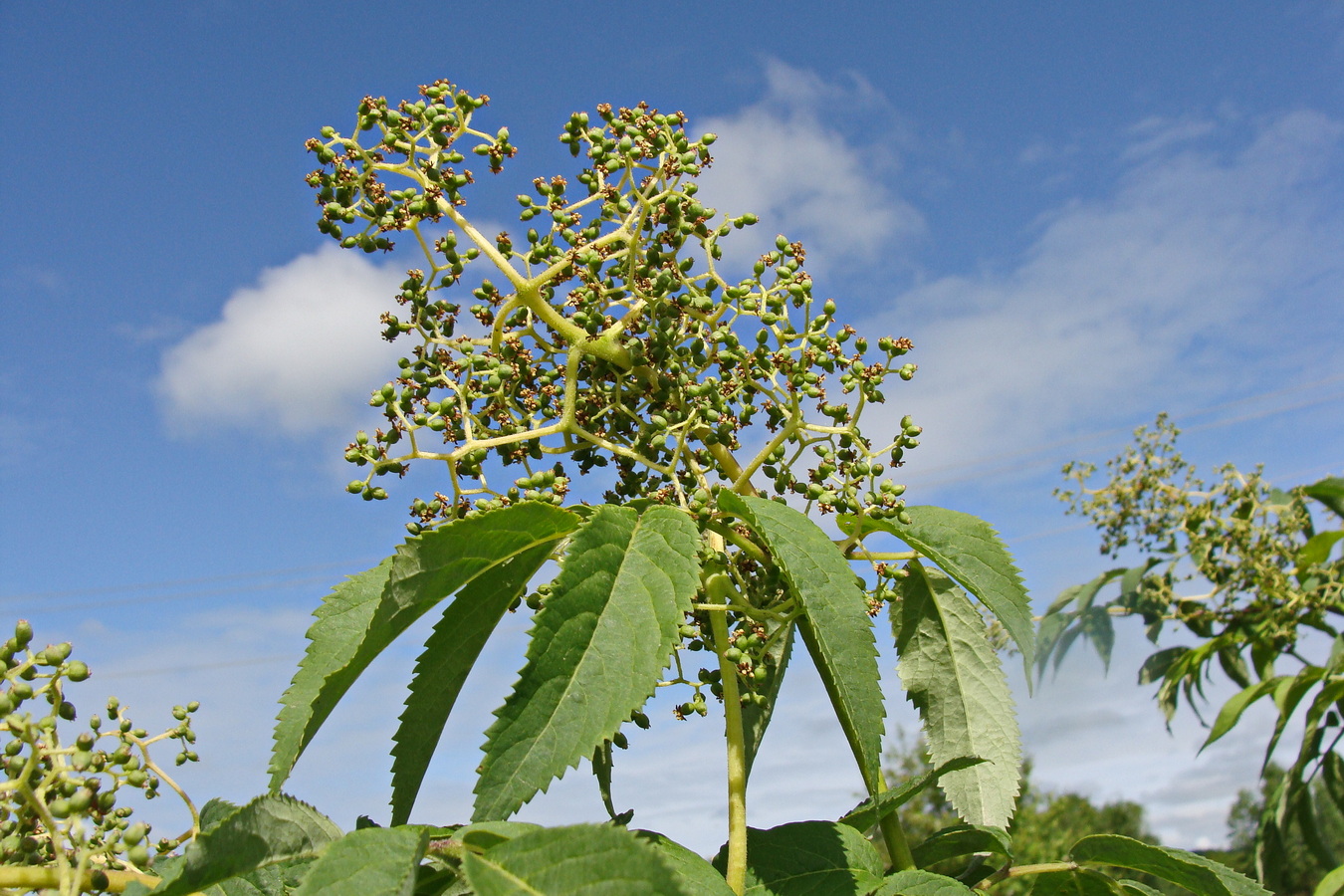 Изображение особи Sambucus sibirica.