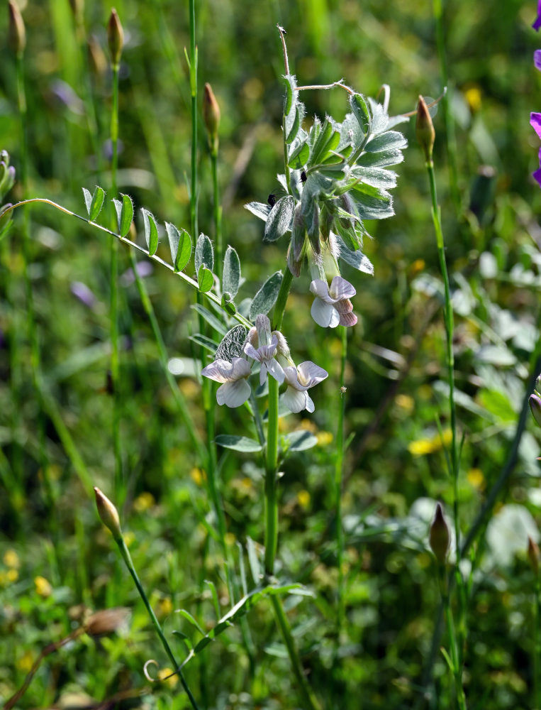 Image of Vicia pannonica specimen.