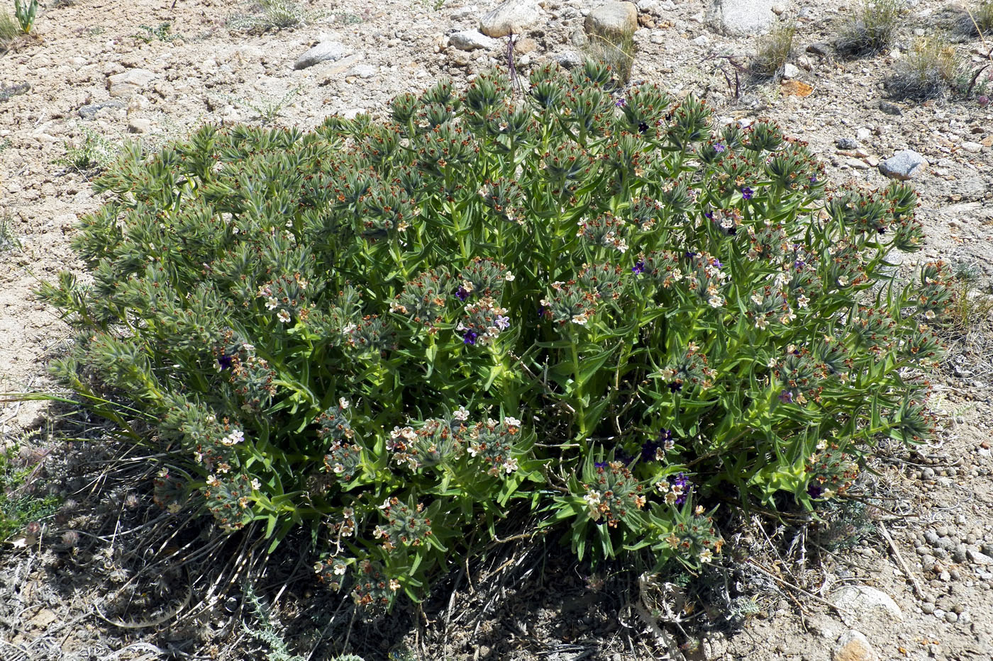 Image of Macrotomia euchroma specimen.