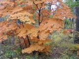 Acer pseudosieboldianum. Дерево с листьями в осенней окраске. Владивосток, Академгородок. 16октября 2008 г.