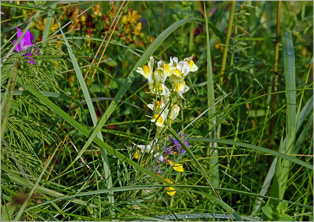 Image of Linaria vulgaris specimen.