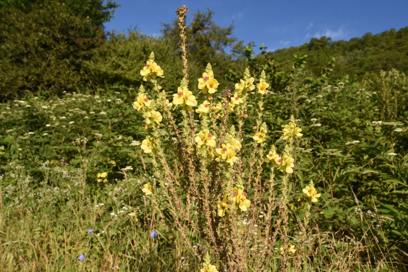 Image of Verbascum pyramidatum specimen.