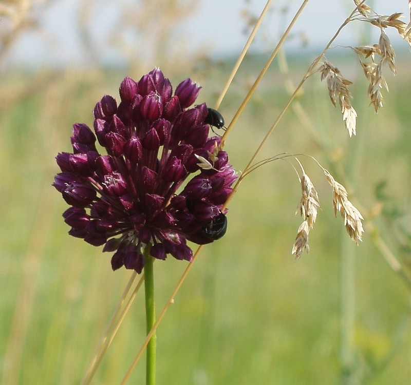 Image of Allium rotundum specimen.